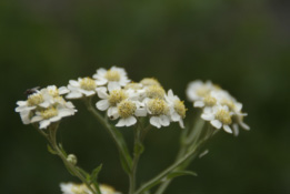 Achillea ptarmica Wilde bertram bestellen